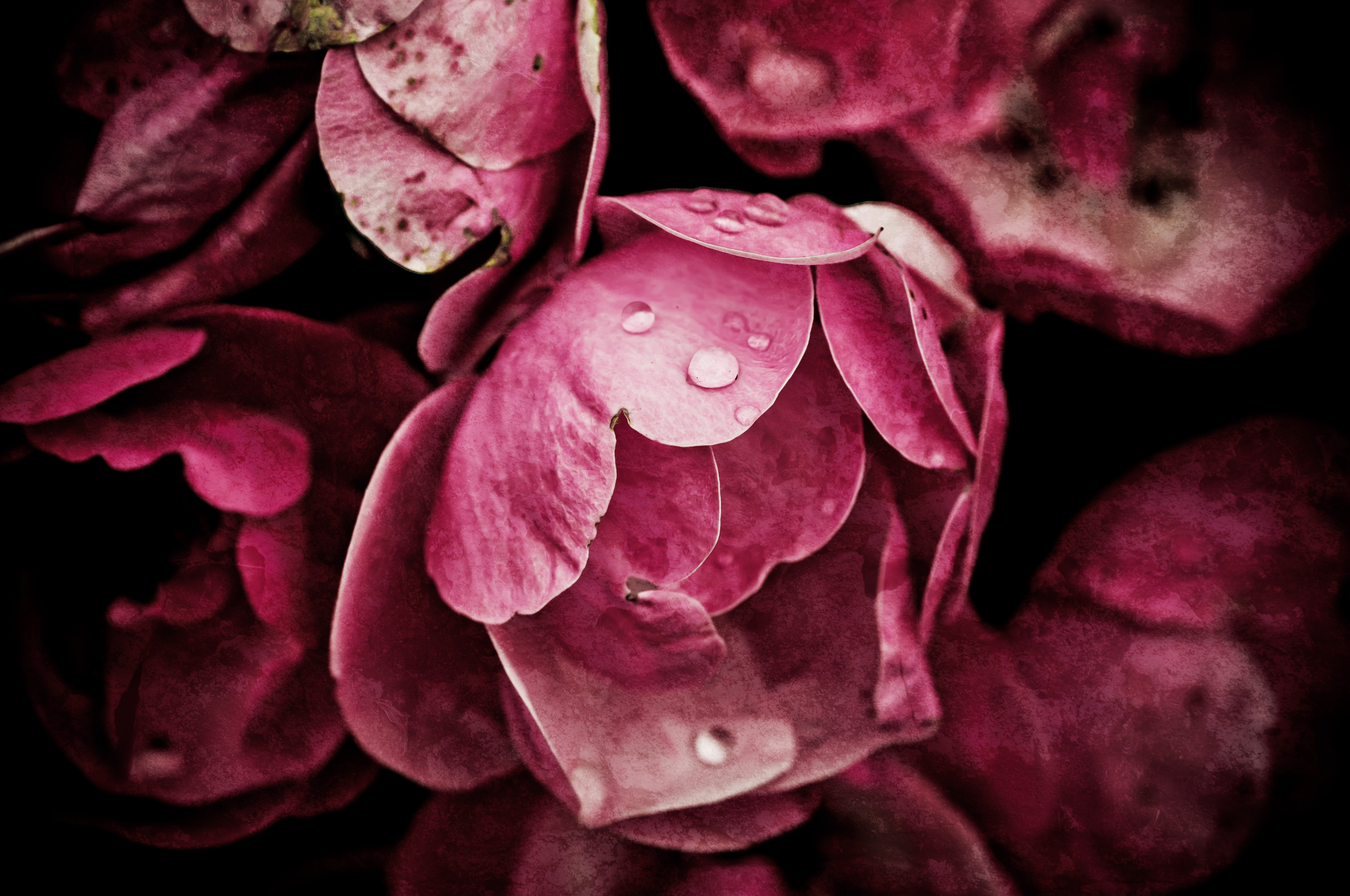 Peony flowers Pink peony flowers growing in the garden, grunge floral background